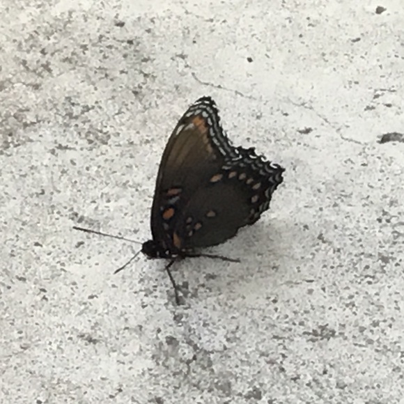 Meet your Posher, Heather - Picture 1 of 1